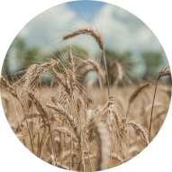 Farine de blé
