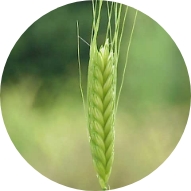 Farine de petit épeautre